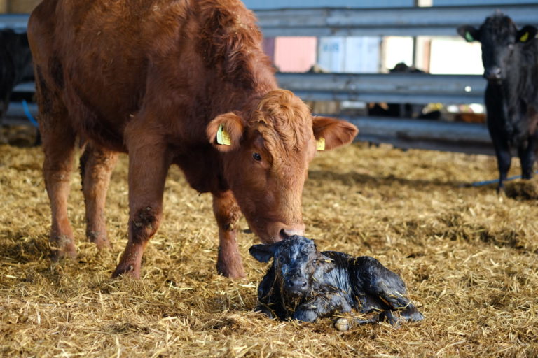 A mother cow nuzzling her newborn calf