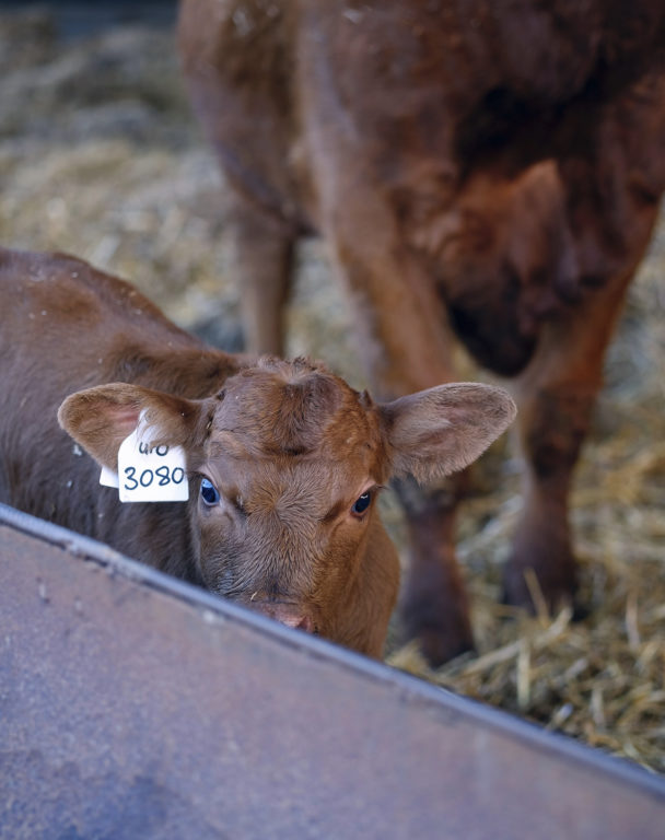 A young calf